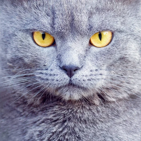 Portrét Šedé Britské Kočky Makro — Stock fotografie