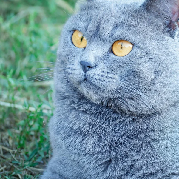 Porträt Einer Grauen Britischen Katze Makro — Stockfoto