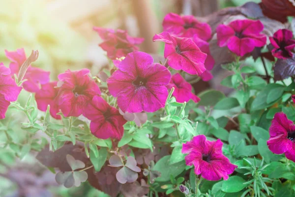 Crimson Färgstarka Blommande Petunia Blommor Petunia Hybrida — Stockfoto
