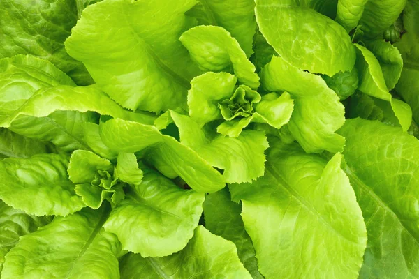 Butterhead Lettuce Closeup Day Macro — Stock Photo, Image