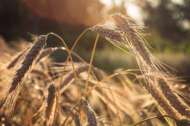 Yazıldığından (Triticum spelta). Mısır gevreği. Tahıl kırpma, Mısır türü