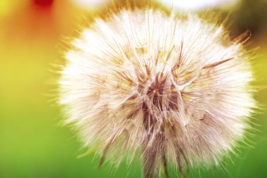 Karahindiba. Karahindiba kabartmak. Karahindiba sakin soyut portre sanat arka plan. Karahindiba çekirdek