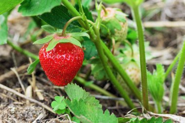 Bush kopya alanı bahçede büyüyen yeşil yaprakları ile taze organik çilek closeup. Doğal arka plan. Tarım, sağlıklı gıda kavramı