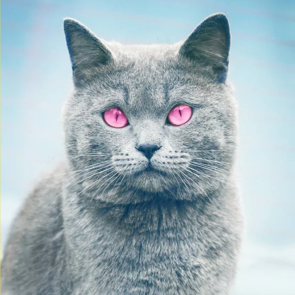 Portret Van Een Grijze Schattige Kat Met Roze Ogen Zittend — Stockfoto