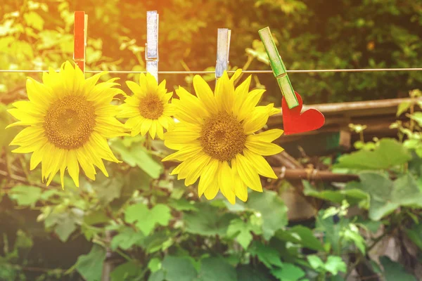 Tournesols Accrochés Sur Belles Pinces Linge Tournesols Dans Air Dans — Photo