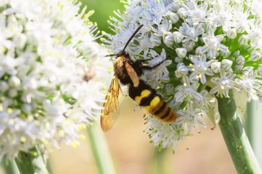 Mavi kanatlı yaban arısı, Scolia dubia