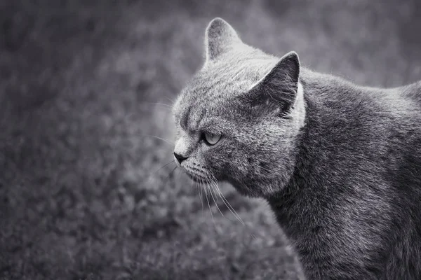 Кошка Британской Породы Прогулки Крупный План — стоковое фото