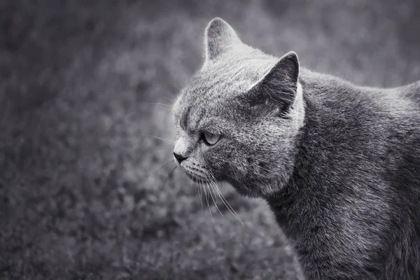 Gato Raza Británica Para Paseo Primer Plano — Foto de Stock