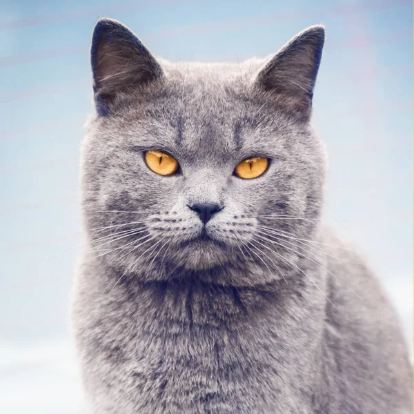 Porträt Einer Grauen Niedlichen Katze Mit Orangefarbenen Augen Auf Blauem — Stockfoto