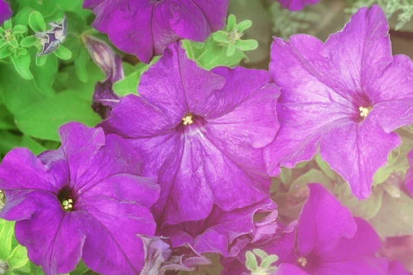 Crimson Färgstarka Blommande Petunia Blommor Petunia Hybrida — Stockfoto