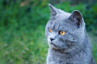 Gri bir İngiliz kedi portresi. makro