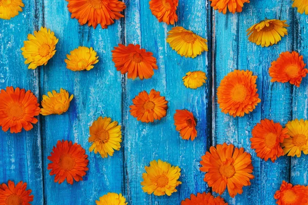 Marigold Texture Fleurs Vives Sur Fond Bois Bleu Concept Pour — Photo