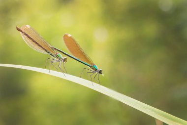 İki yusufçuk bir yaprak üzerinde oturmak. Makro