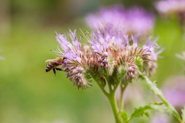 Güneşli günde bir Phacelia, aydınlık alan.
