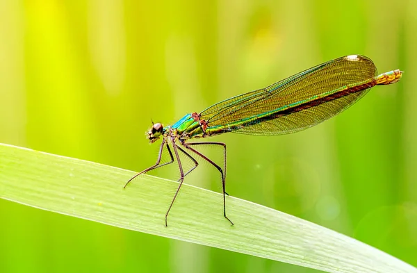 Ważki Odonata Siedzi Kartce Stroiki Zielone Tło Zdjęć Makro Piękna — Zdjęcie stockowe