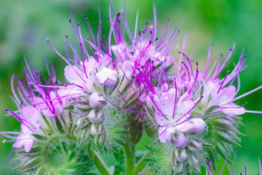 Phacelia çiçek açan violett doğa alanı çiçek çiçekler