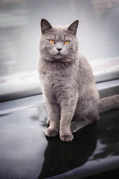 クローズ アップ座り灰色ブリティッシュショートヘアの猫 彼は非常に満足しています — ストック写真