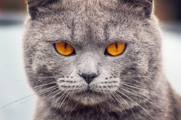 Portrait Dun Chat Gris Aux Yeux Jaunes Photographie