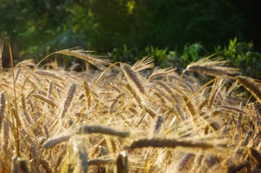 Yazıldığından (Triticum spelta). Mısır gevreği. Tahıl kırpma, Mısır türü