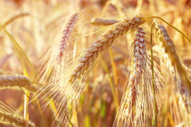 Yazıldığından (Triticum spelta). Mısır gevreği. Tahıl kırpma, Mısır (Triticum türü). 