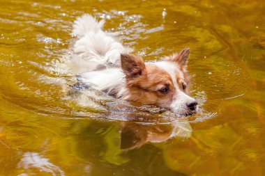  Siyah ve beyaz köpek nehre... 2 yaşında doğa bir arka plan üzerinde şirin bir köpek. Ücretsiz köpek. Meraklı köpek çalışmalar doğa ve environmentclose-up.