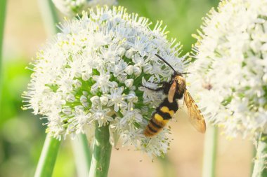 Mavi kanatlı yaban arısı, Scolia dubia