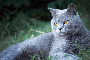 Gri bir İngiliz kedi portresi. makro