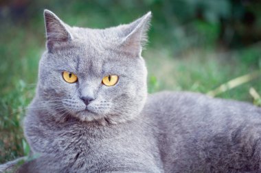 Gri bir İngiliz kedi portresi. makro