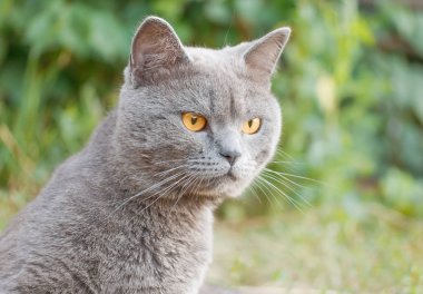 Gri safkan kedi yeşil çim arkasında. Gri bir İngiliz kedi portresi. Makro