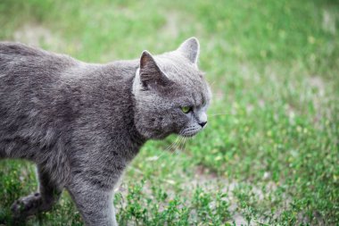 Bir kedi bir yürüyüşe İngiliz doğurmak. Yakın çekim