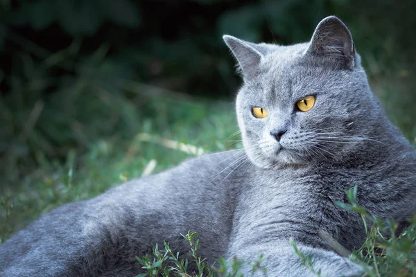 灰色の猫がイギリスの肖像画。マクロ — ストック写真