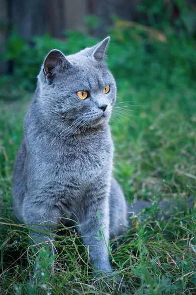 Porträt einer grauen britischen Katze. Makro — Stockfoto