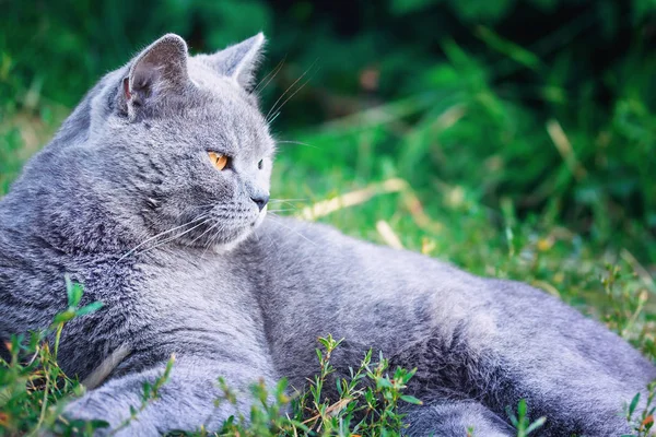 Graue Katze britischer Rasse mit kurzen Haaren. Nahaufnahme. grüner Hintergrund — Stockfoto