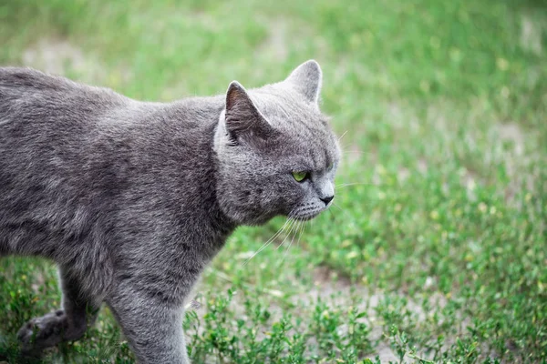 散歩のためのイギリスの品種の猫です。クローズ アップ — ストック写真