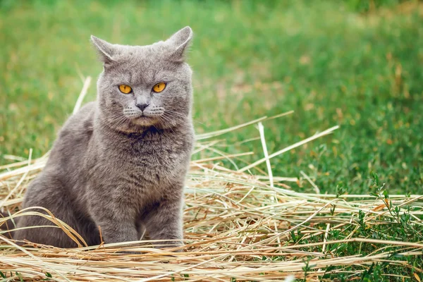 緑の芝生で横になっている灰色の英国猫 イギリスの青い猫ポーズします かわいい面白い猫をクローズ アップ 国内猫 リラックスした猫 猫の休憩 — ストック写真
