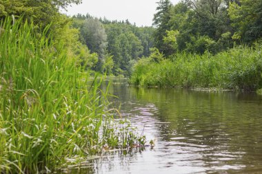 doğa nehir manzara. Nehir çimen yaz manzarası.