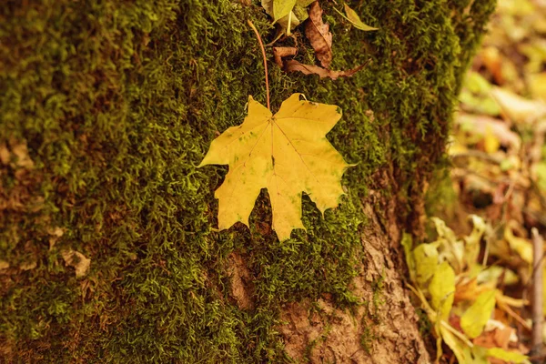 Yellow leaf fell down on a tree with moss, bright autumn picture, day, close-up,