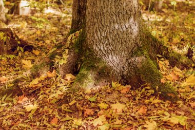 Ağaç kökleri ile düşen sonbahar yaprakları