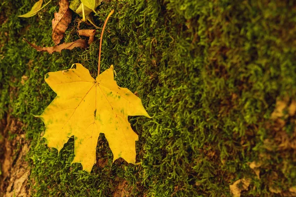 Yellow leaf fell down on a tree with moss, bright autumn picture, day, close-up,