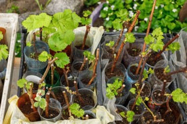Plastik tencerelerde üzüm fidanları, üzüm çekimleri, Vines, zemin, gün, açık hava Ekim için hazır