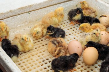 Kuluçyakında yenidoğan küçük sarı tavuk, yakın yukarı