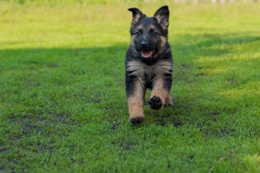 Alman çoban köpek yavrusu oyun açık havada, gün, kapatmak