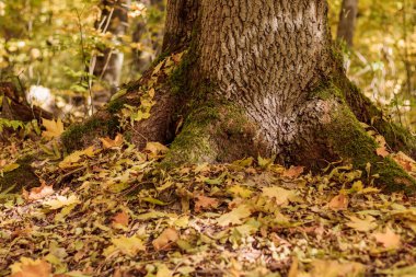 Ağaç kökleri ile düşen sonbahar yaprakları
