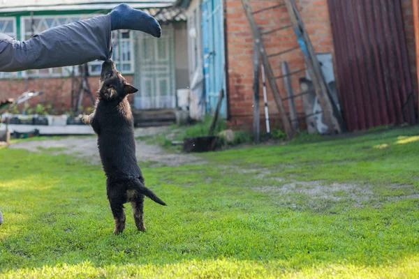 Bir köpek yavrusu çim bahçesinde bir bacak için bir adam ısırır — Stok fotoğraf