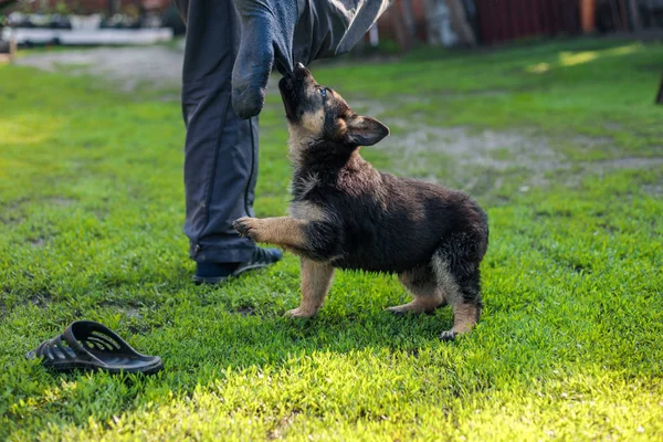 A puppy bites a man for a leg in the yard on the lawn