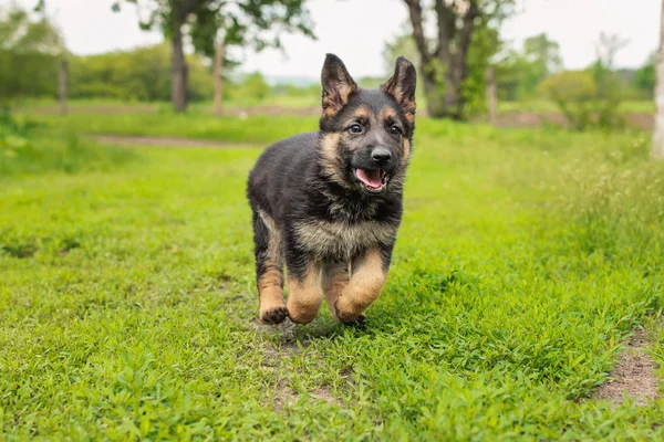 German shepherd puppy playing outdoors, day, closeup — Stock Photo, Image