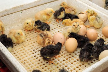 Kuluçyakında yenidoğan küçük sarı tavuk, yakın yukarı