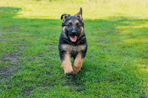 Duitse herder puppy spelen buitenshuis, dag, close-up — Stockfoto