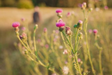 Yumuşak odak ile vintage renklerde Nazik doğal çiçek arka plan. İlkbaharda günbatımında çiçekli yonca otu ile güzel yaz çayırı, makro, ilham doğa.