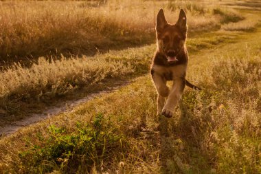 Mutlu Alman çoban yavrusu oynarken ve kırsal, closeup, gün çalışır